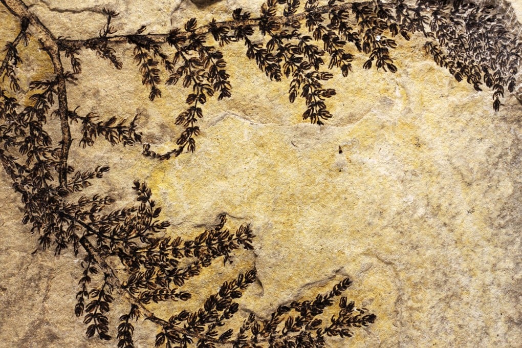 Scientists believe this 130 million-year-old freshwater plant could be one of earliest flowering plants on Earth. Photo: AFP