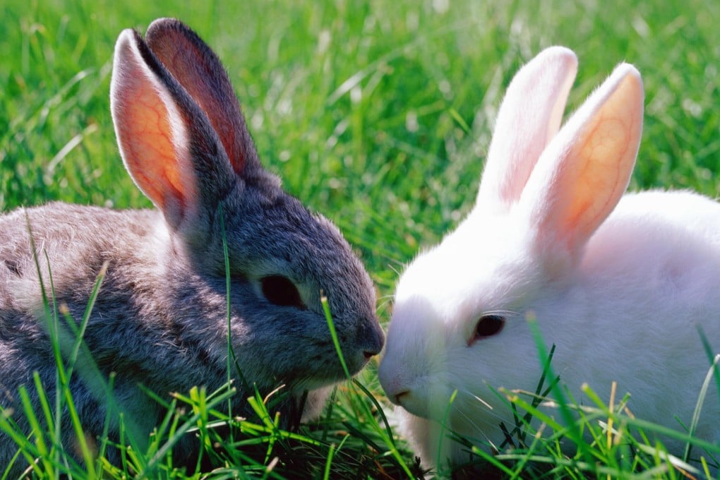 Rabbits are delicate animals that can fall ill due to stress and are highly susceptible to broken bones. Photo: Getty Images