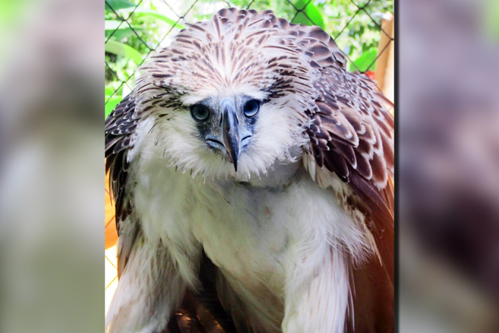 The bird had been released back into the wild after treatment. Photo: AFP