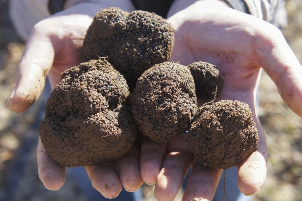 Freshly dug black truffles from the Marshall family farm. Photos: Caleb Danvers
