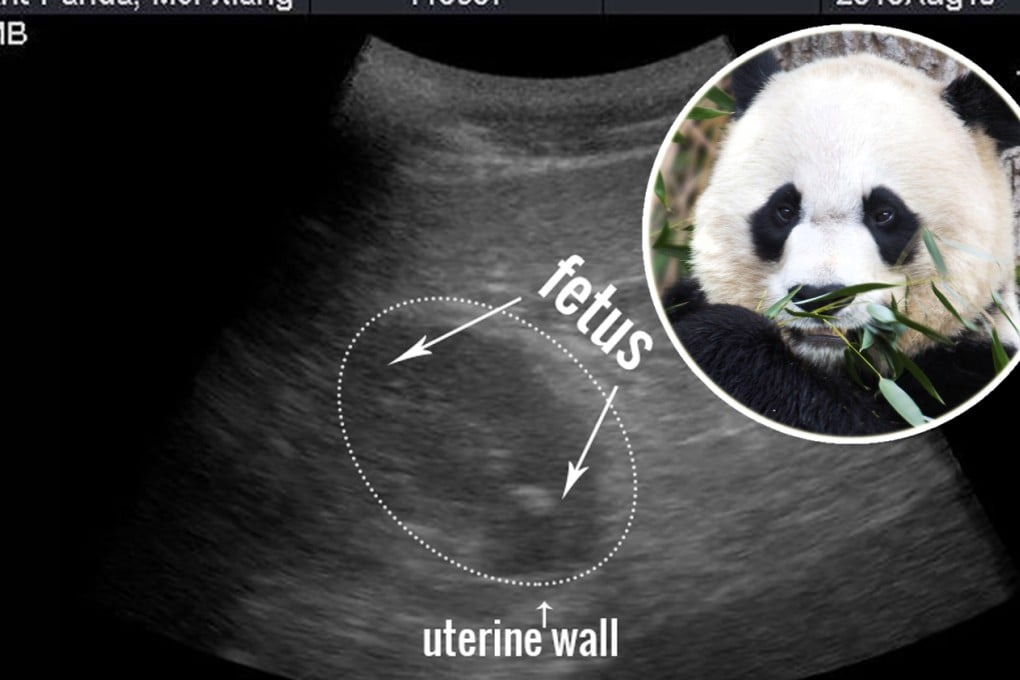 US zoo says ultrasound shows panda Mei Xiang may be pregnant – and birth could be imminent