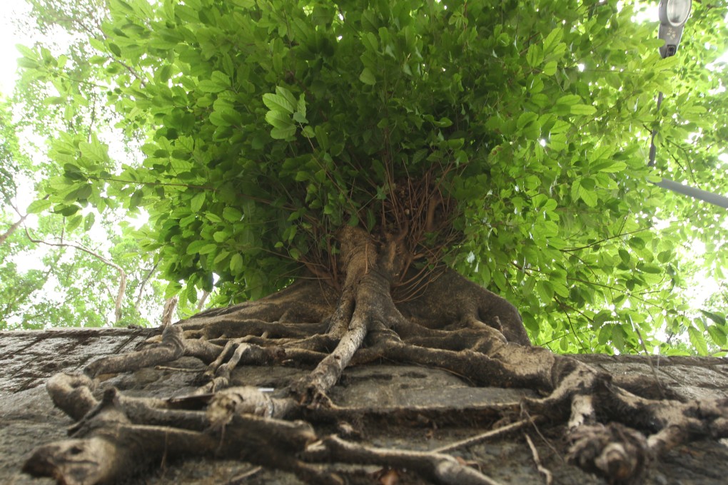 Because trees require costly management and monitoring, it seems government bureaucrats are happiest to get rid of them as the first rather than last resort. Photo: Nora Tam