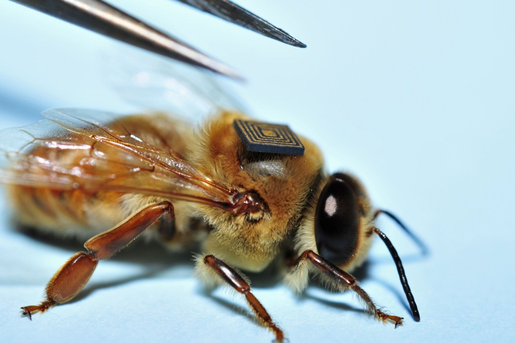 A micro-sensor is glued onto the back of a honey bee to monitor its movements. Australian scientists revealed they are using micro-sensors as part of a global push to understand the key factors driving a worldwide population decline of the pollinators. Photo: AFP