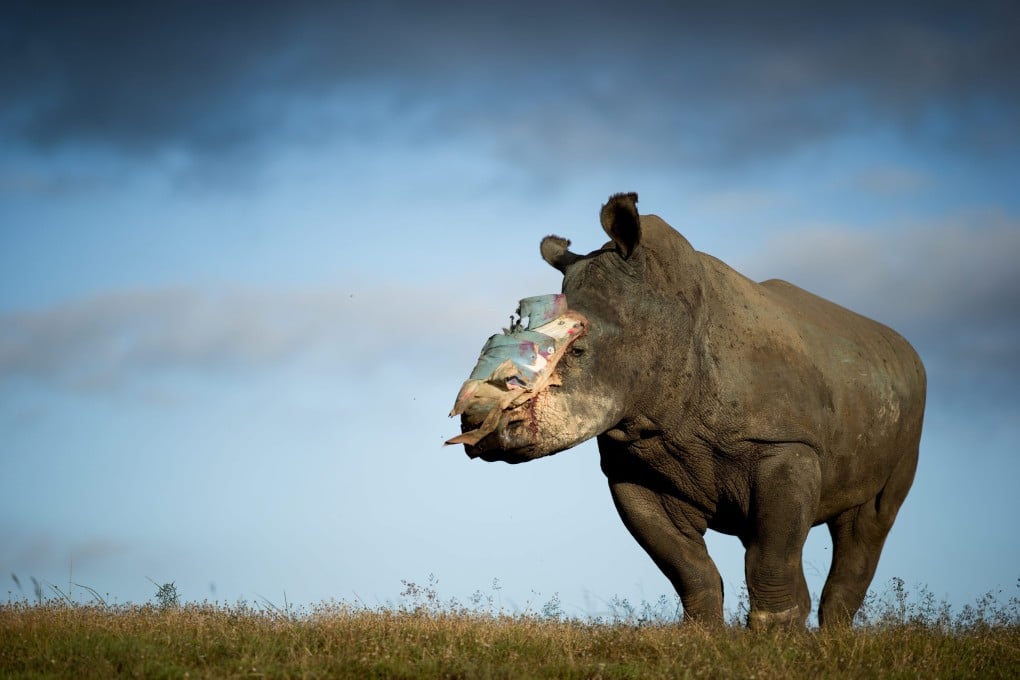 Hope, a South African rhino, suffered a horrific attack by poachers who hacked off her horns and part of her face while she was still alive. Vets this year fitted a prosthetic to protect the gaping wound. Photo: EPA