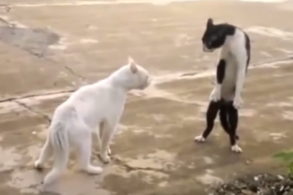 Cute videos featuring kittens and puppies improve your mood and temporarily boost your attention to detail.