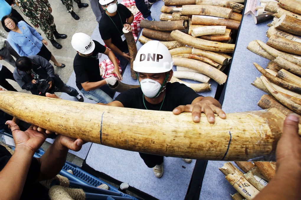 Thai officials pass along seized ivory tusks to crushing machine in Bangkok. Photo: AP