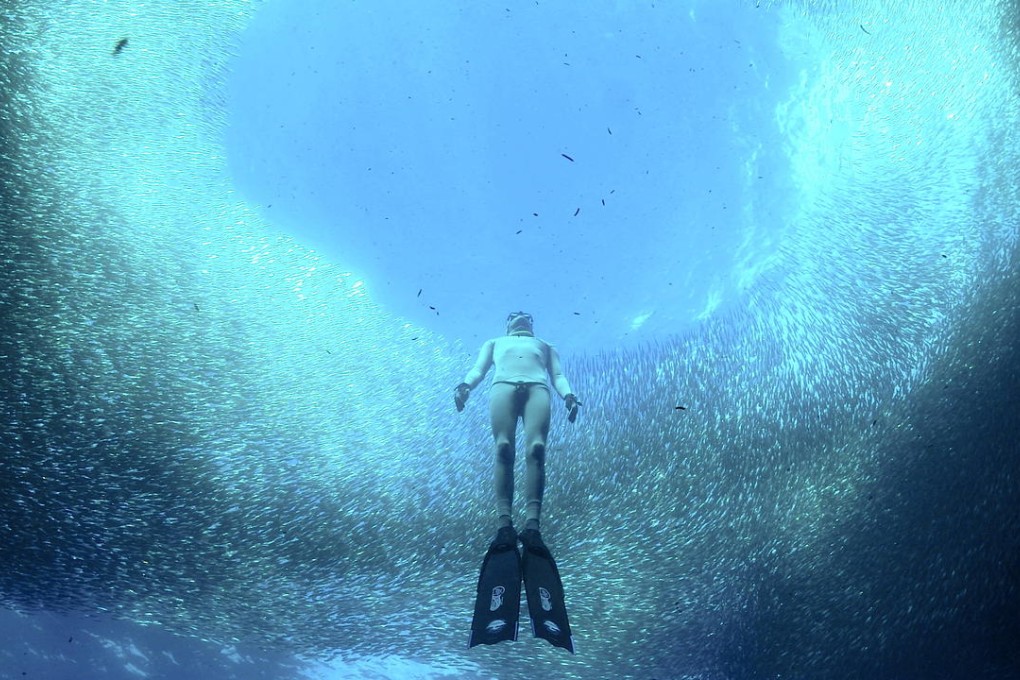 Jean-Pol Francois, co-founder of Freediving Planet, ascends through a shoal of sardines in Moalboal, Philippines. Photo: Jaime Sabanate