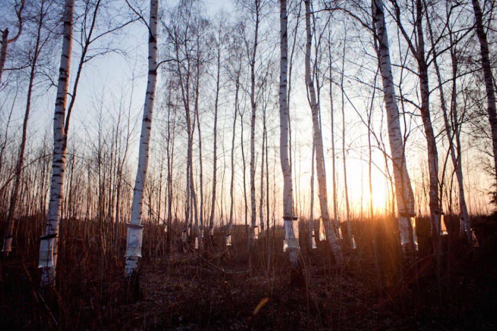 A birch forest in Latvia owned by Sibberi, one of the companies benefiting from the boom in demand.