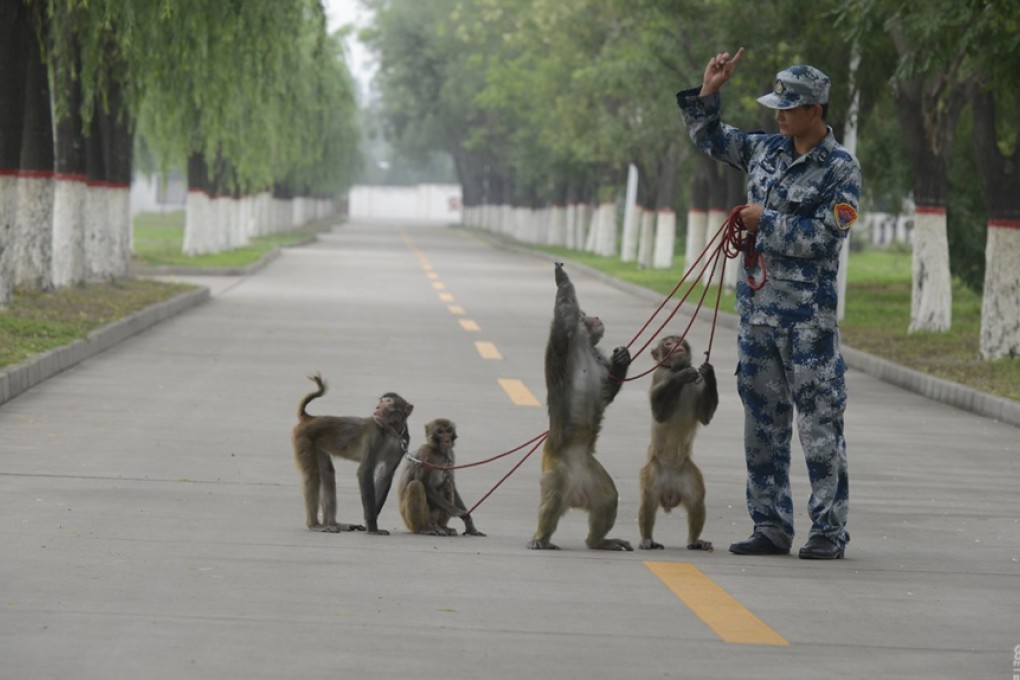 A Chinese air force employee handles the monkeys, who can together dismantle 60 birds' nests a day. Photo: 163.com