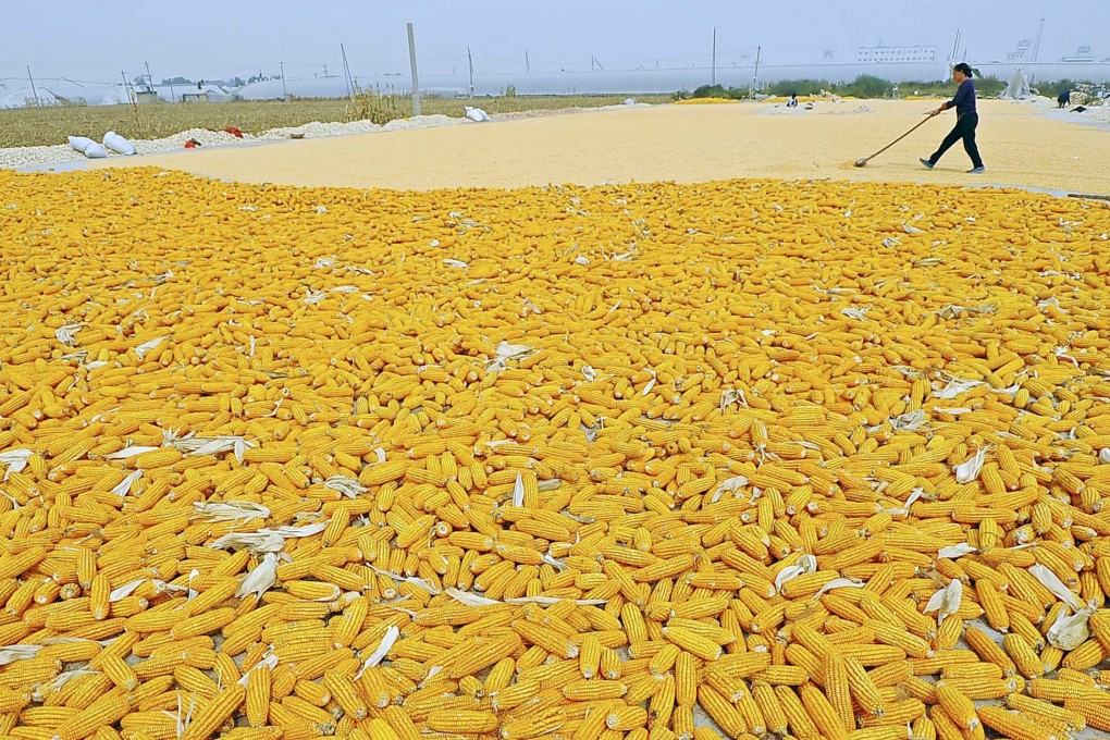 China would be better placed to invest in increasing grain yields in friendly developing countries, where land is cheaper. Photo: Reuters