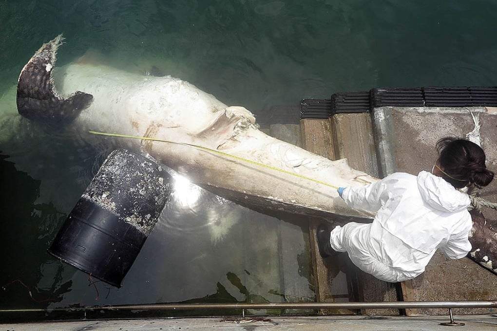 Experts from Ocean Park Conservation Foundation remove the whale shark from the water. Photo: SCMP Pictures