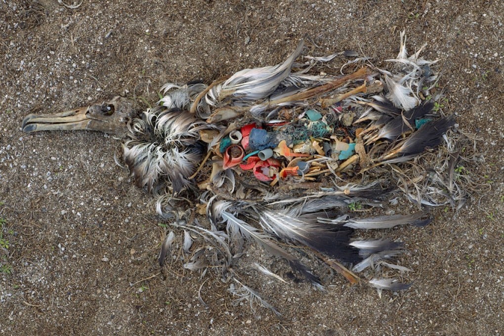 The remains of an albatross chick, filled with pieces of plastic, photographed on Midway Island by Chris Jordan, who has extensively documented the phenomenon (see http://www.chrisjordan.com/gallery/midway/#CF000478%2019x25 ). Photo: Chris Jordan