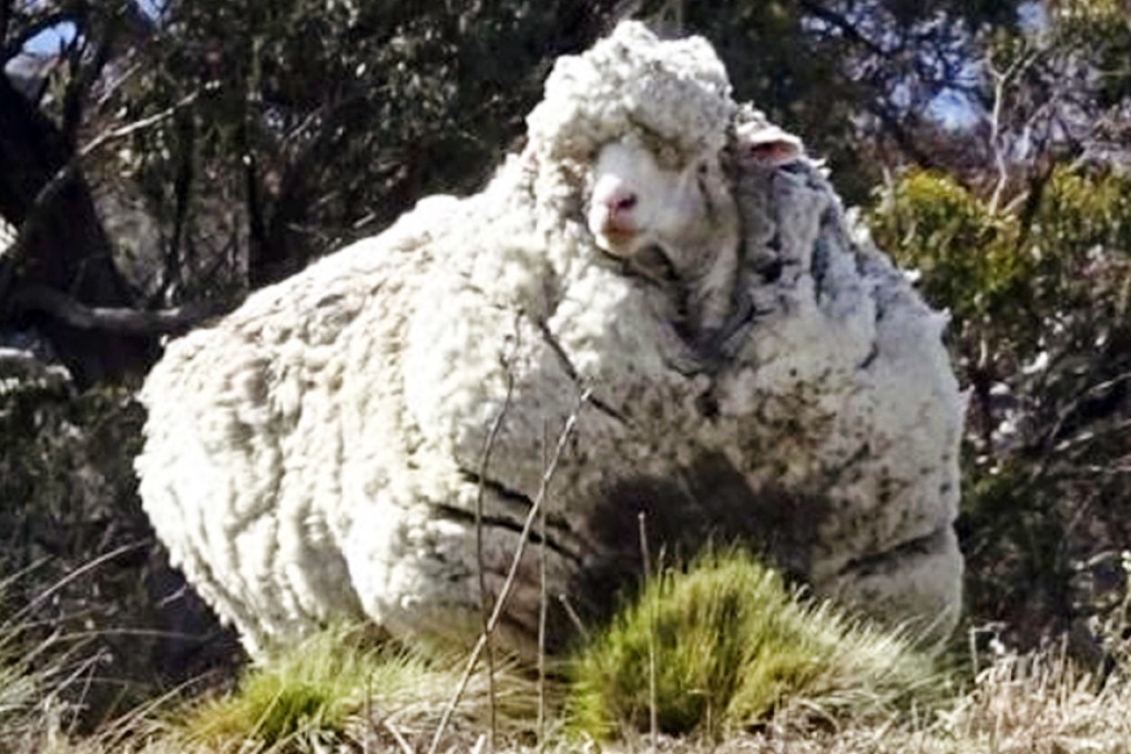 The sheep called 'Chris' was a very woolly Canberra sheep which went walkabout for years, before it was shorn in Canberra. Photo: EPA