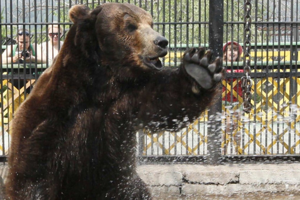 Russians fear for their lives as border town beseiged, 'ransacked' by hungry bears - some from China
