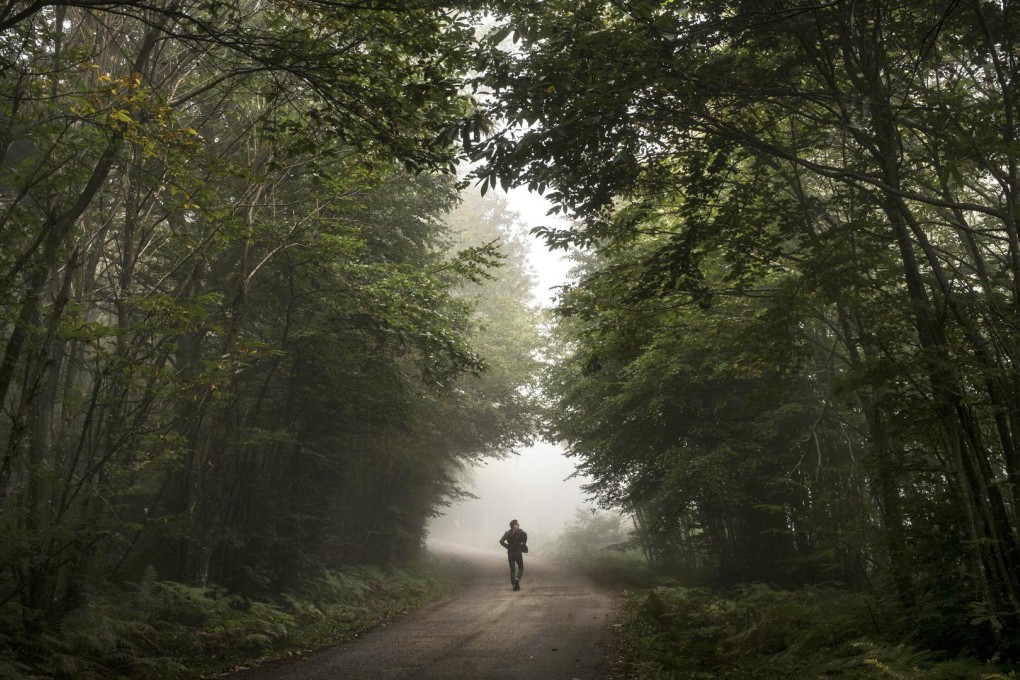 Forests are an irreplaceable part of sustainable development.Photo: AFP