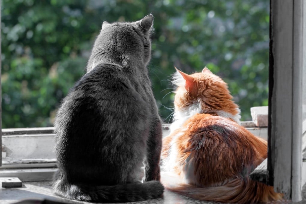 Two cats are ideal, unless the owner lives in a large flat or multilevel apartment. Photos: Thinkstock