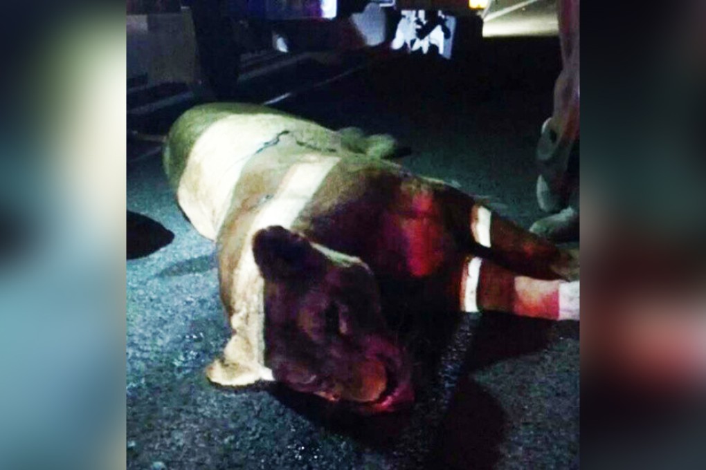 Officers were called after the animal was spotted roaming along a main road just 500 metres from a service station in Suzhou.