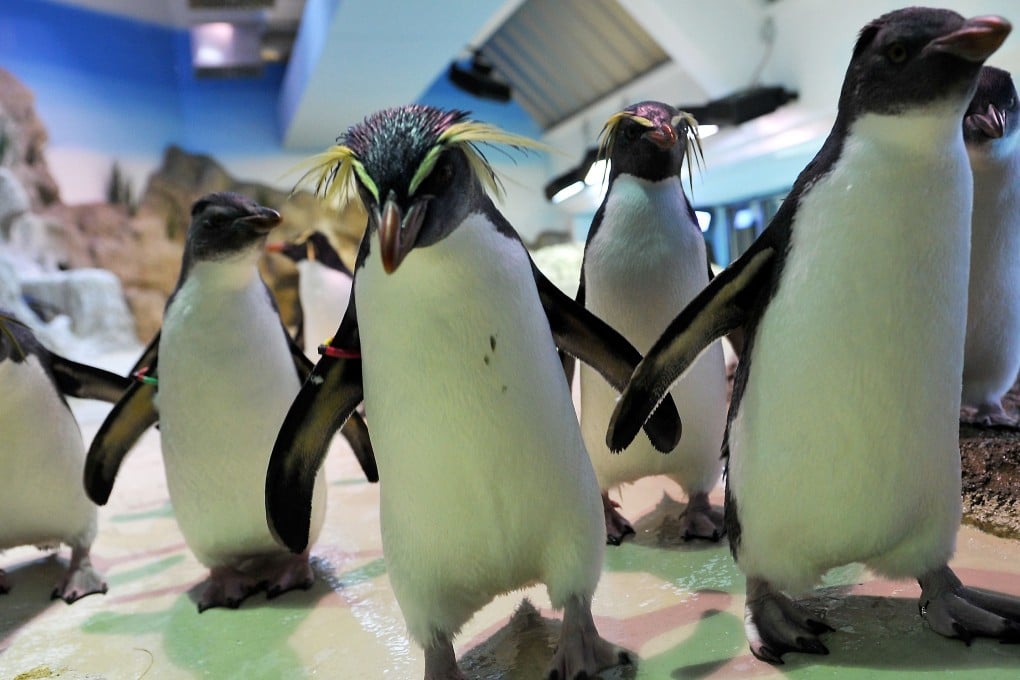 Southern Rockhopper Penguins wander far, but come home to mates, according to a new study. Photo: AFP