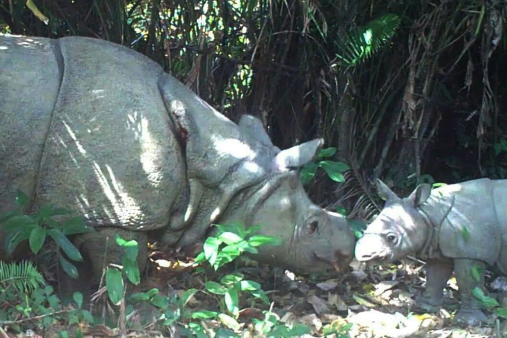 A handout photo released by Ujung Kulon National Park shows a female rhino and her calf, one of three recently spotted in the park. Photo: AFP