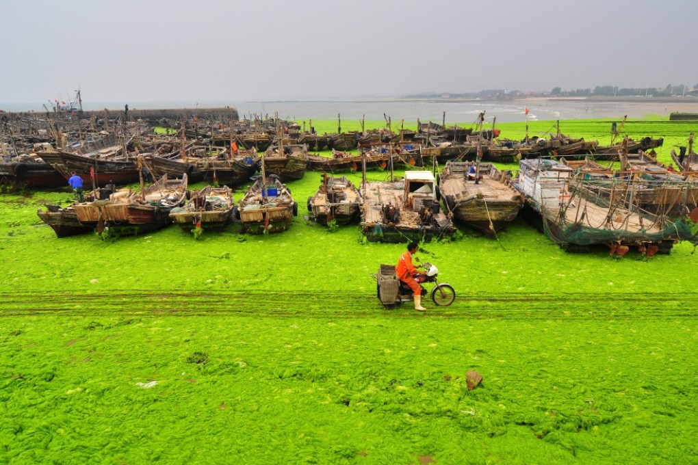 A fisherman rides past an algae-covered beachside in Rizhao, Shandong province, on July 6, 2015. Photo: Reuters