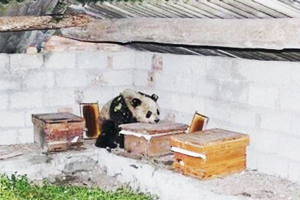 The panda taking a peek at some of the beehives in Sichuan province. Photo: Scol.com