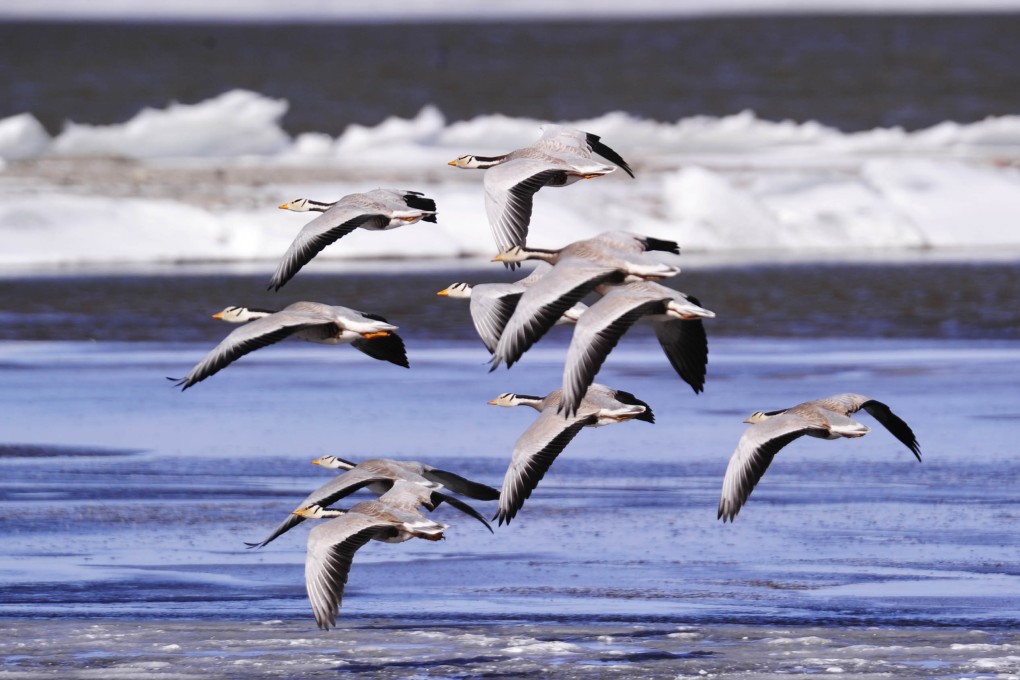 Geese at Serling Co National Nature Reserve in Tibet. Beijing has approved a 'masterplan' to protect the environment. Photo: Xinhua