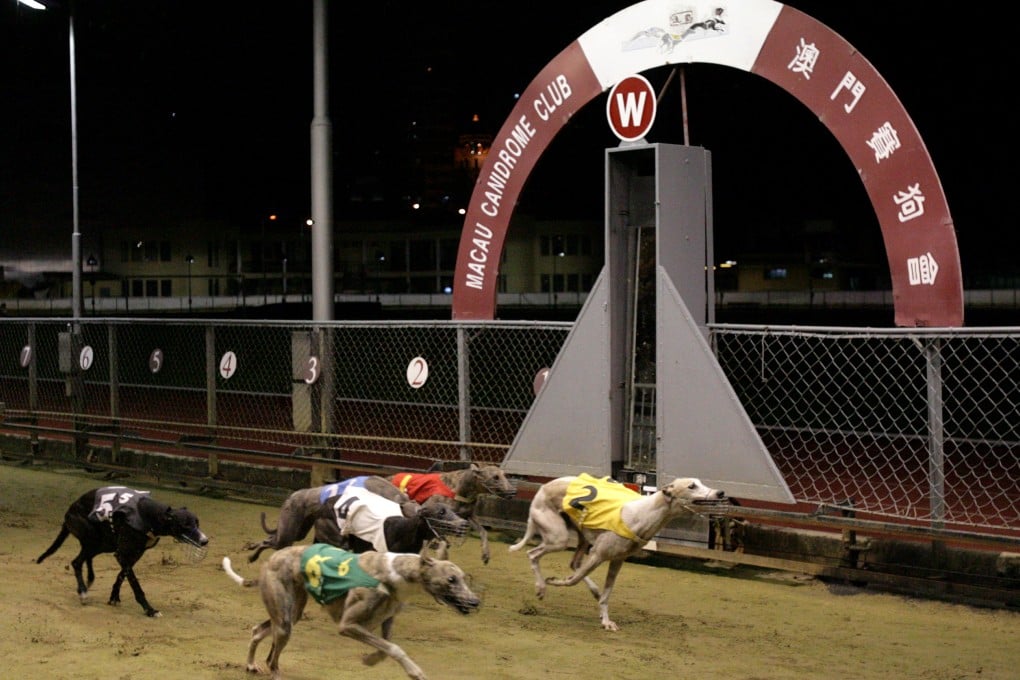 A letter backed by celebrities are calling for the closure of the Canidrome greyhound racing track. Photo: Edward Wong