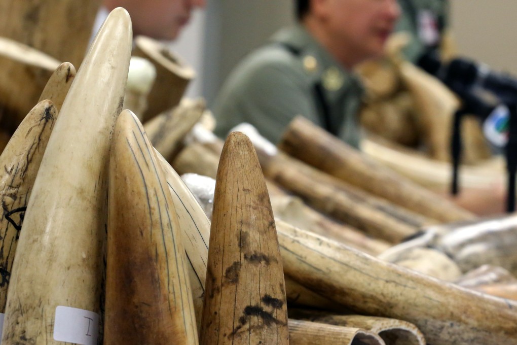 Hong Kong Customs display some of the 790kg of ivory seized at the city's airport in June last year. Photo: Nora Tam