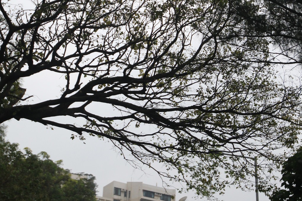 The government recognises that no single effort will resolve tree safety. Photo: SCMP Pictures