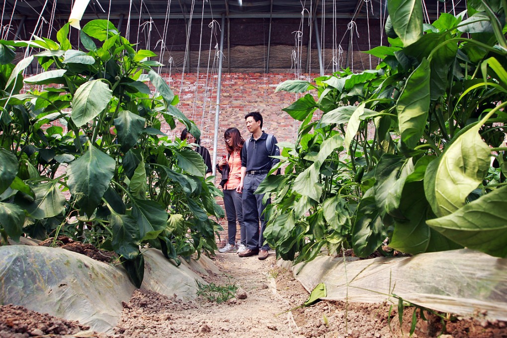 An organic farm in Tianjin. Photo: Simon Song