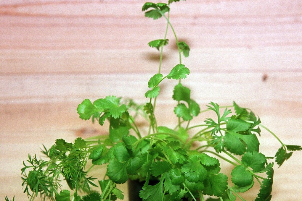 Genes dictate whether people like or dislike the taste of coriander (also called cilantro),