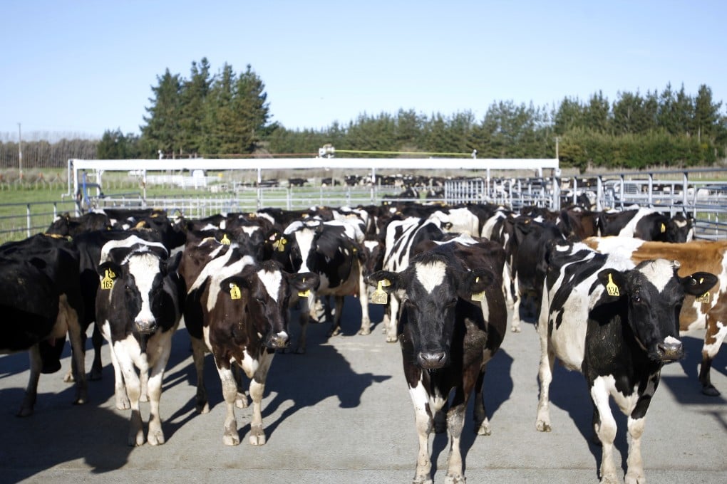 Dairy trade to China has proved volatile, rising from NZ$2.8 billion in 2013 to NZ$6 billion last year, then plunging to NZ$2.3 billion this year. Photo: AP