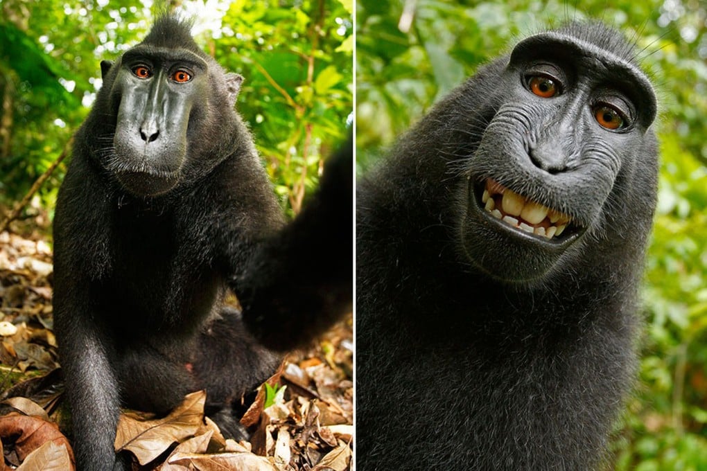 US animal rights activists filed an  unusual lawsuit on behalf of this macaque monkey who snapped selfie photographs, arguing it owned the photos rather than the nature photographer involved.  Photo: David Slater/Court exhibit provided by PETA via AP