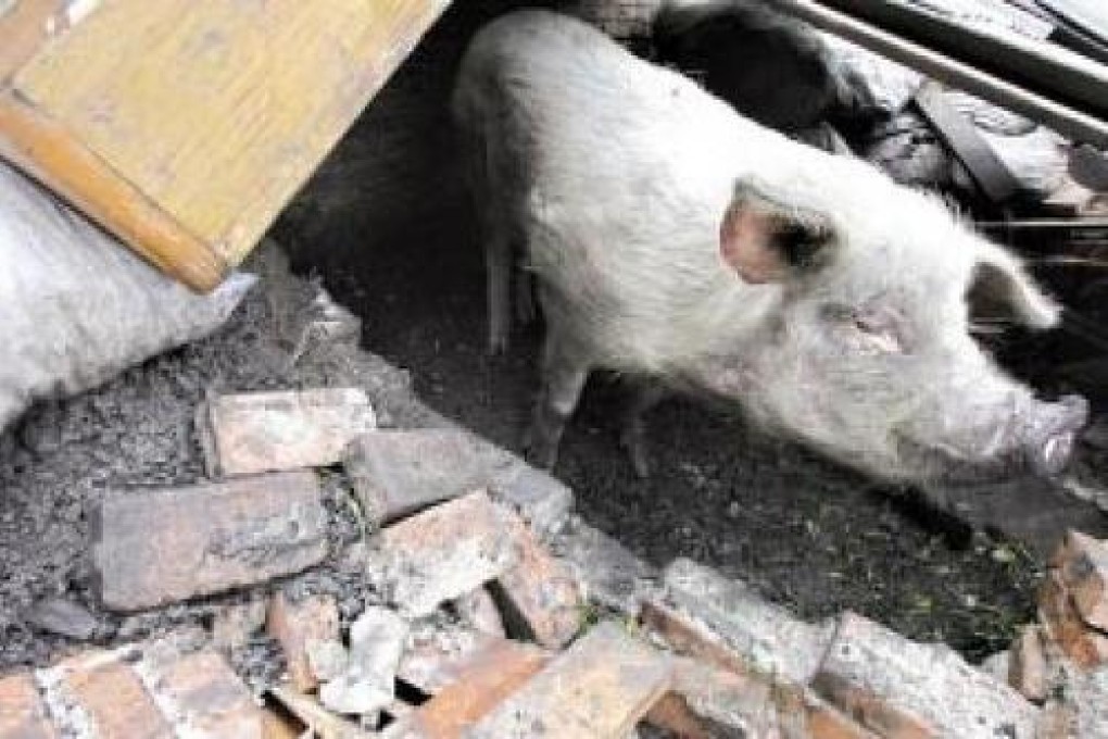 How the pig, Zhu Jianqiang, looked when he was rescued after surviving for 36 days following the 2008 earthquake. Photo: Ynet.com