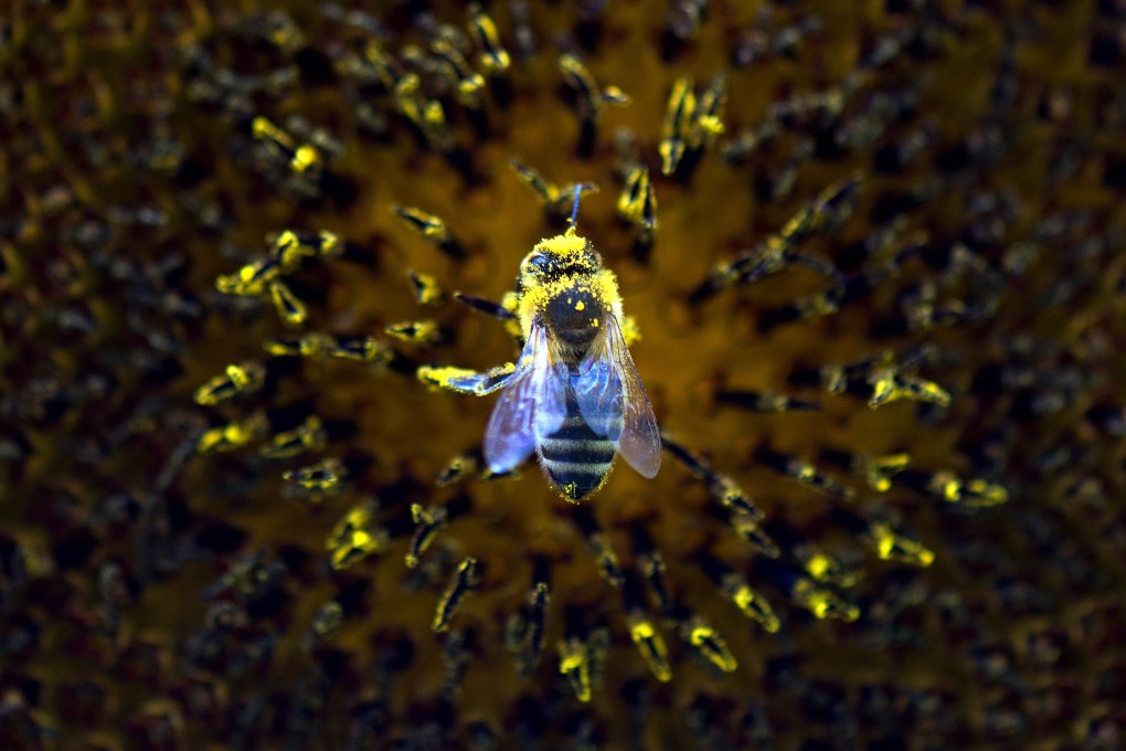 If the egg bearing a potential new queen doesn't hatch, Asian honey bees quickly lose hope whereas their Western counterparts keep trying. Photo: AFP