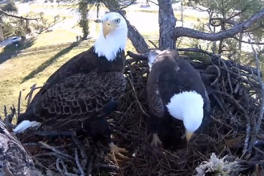 Ozzie stands watch, while Harriet tidies up their nest in this webcam scene from last year. Photo: YouTube