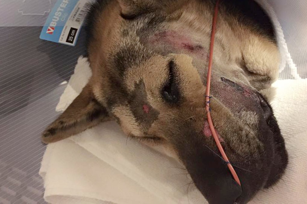 Injured dog Barry. Photo: Amanda Ho
