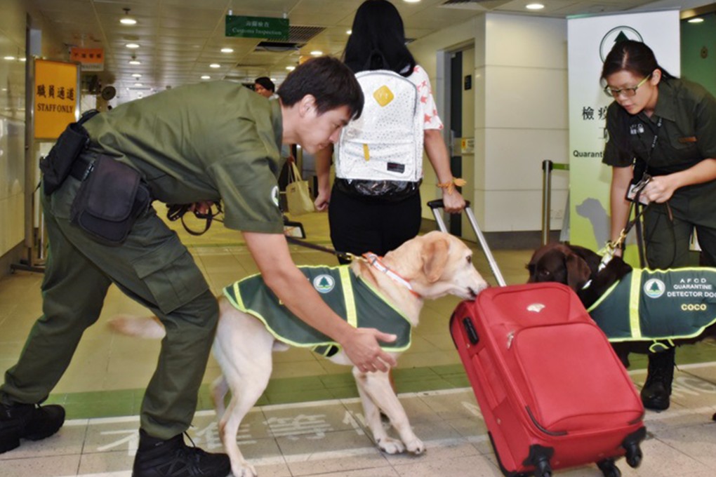Sniffer dogs are used to try and detect smuggling of illegal ivory. Photo: AFCD