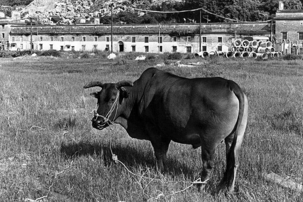 A cow in a field outside the Tsang Tai Uk walled village, in Sha Tin, in 1981. Photo: SCMP