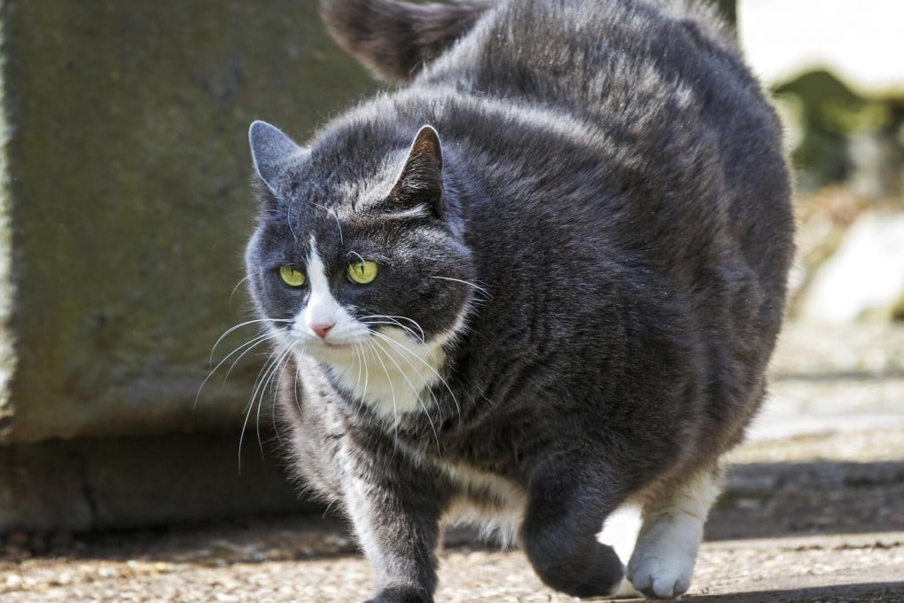 Overweight cats are four times more likely to develop diabetes than healthy felines. Photos: Thinkstock