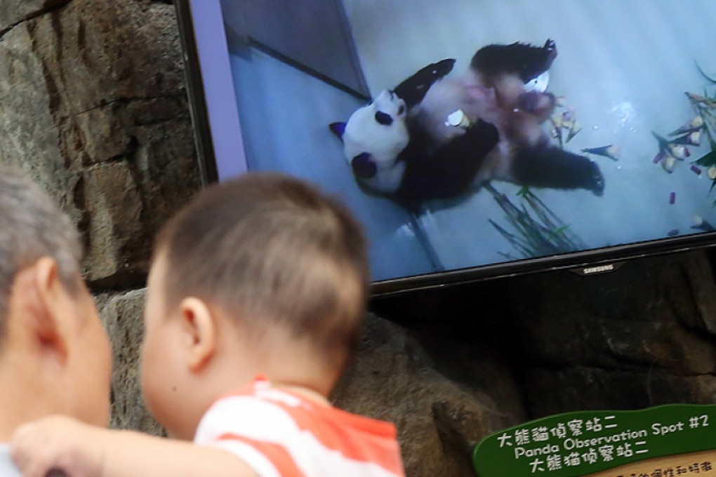 An Observation camera shows giant panda Ying Ying on the screen in Ocean Park. Photo: David Wong