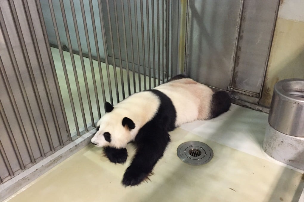 Ying Ying rests in her enclosure at Ocean Park. Photo: AFP