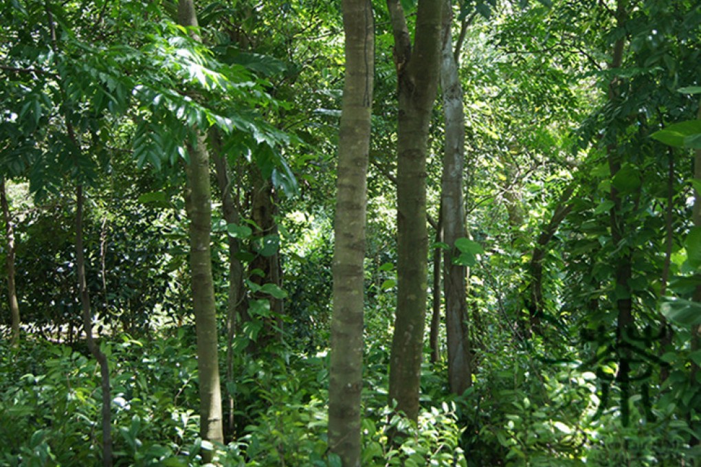 File picture of fragrant rosewood trees in the wild. Photo: SCMP Pictures