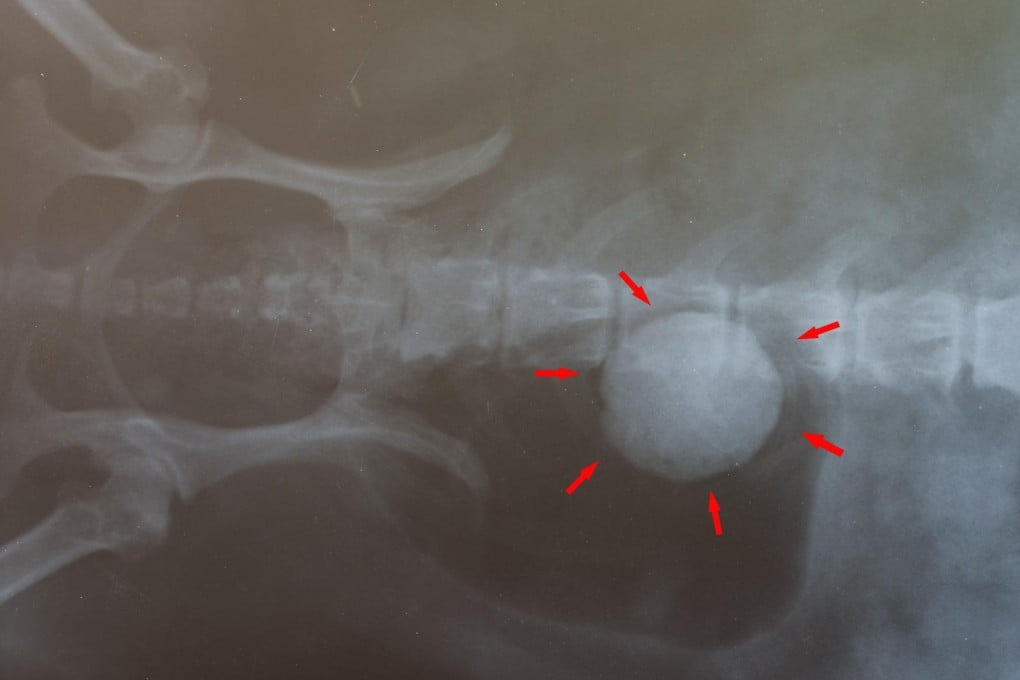 Bladder stone in a dog. Photos: Thinkstock