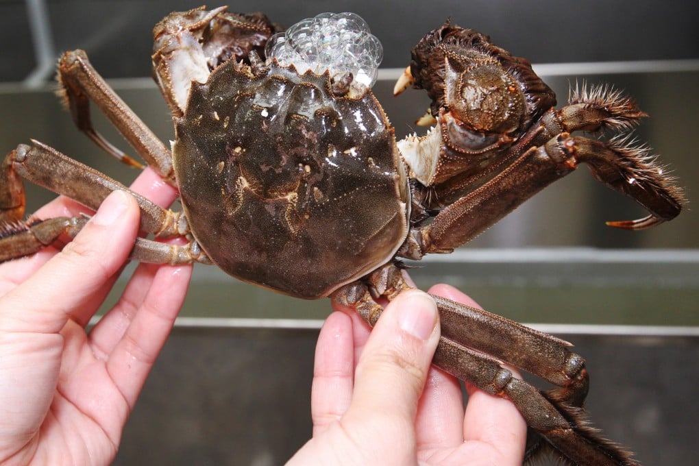 Five restaurants in Hong Kong to get your fill of hairy crabs