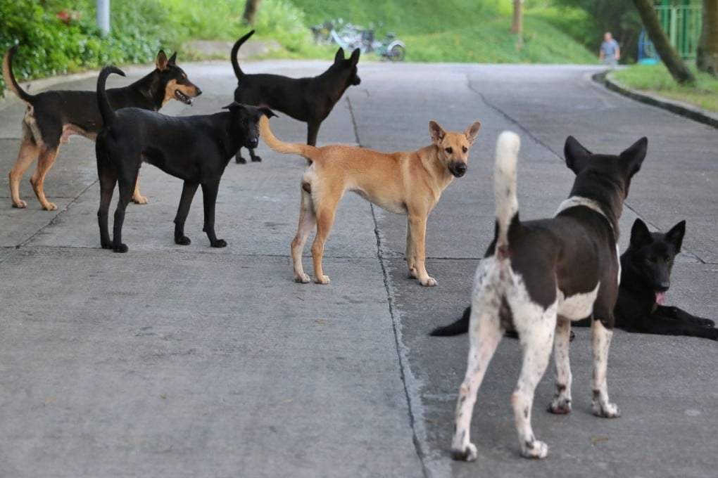 These stray dogs on Cheung Chau could end up being euthanised. Photo: SCMP Pictures