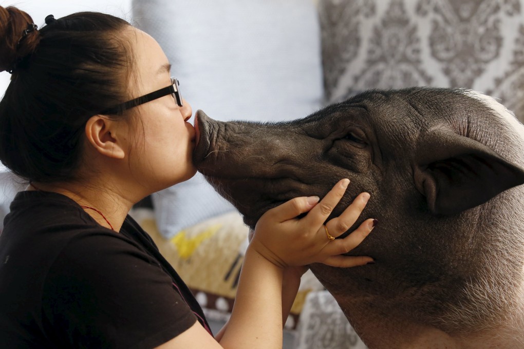 Zhu Romeng, of Beijing, with her pet pig, Wuhua, which she has raised since it was a piglet. Photo: Reuters