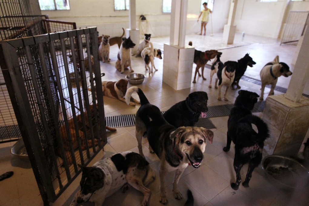 Volunteers take care of abandoned dogs at the Ng Ka Tsuen shelter in Kam Tin. Photo: Edward Wong