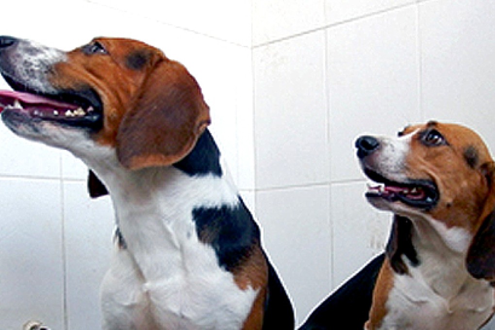 Hercules (left) and Tiangou rank as the world’s first gene-edited dogs. The Chinese team manipulated their DNA by removing embryos from the womb of their biological mother and then reinserting them. Photo: SCMP Pictures