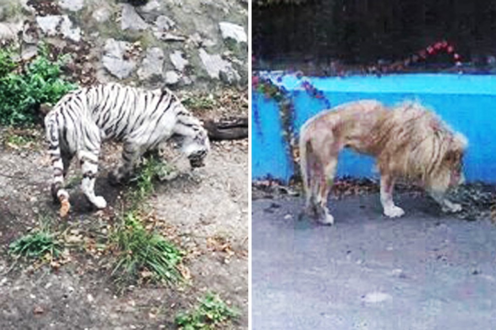 Photos of a thin tiger and lion at Beijing Zoo have caused a stir online,  but zoo officials insist the animals suffer from genetic defects, not neglect. Photos: Beijing Times